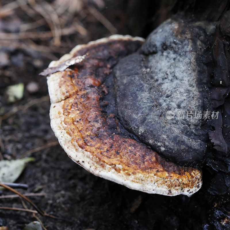 木真菌(Fomitopsis pinicola)